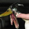 Daffy1.jpg Daffy1.jpg