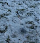 Babypijl in de sneeuw (2010).JPG