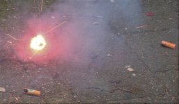 Een grondbloem in actie (2008).JPG